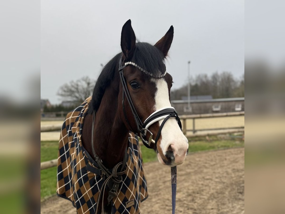 Westphalien Jument 5 Ans 170 cm Bai in Hamm
