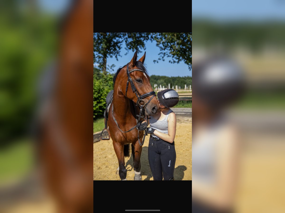 Westphalien Jument 6 Ans 163 cm Bai in Dorsten