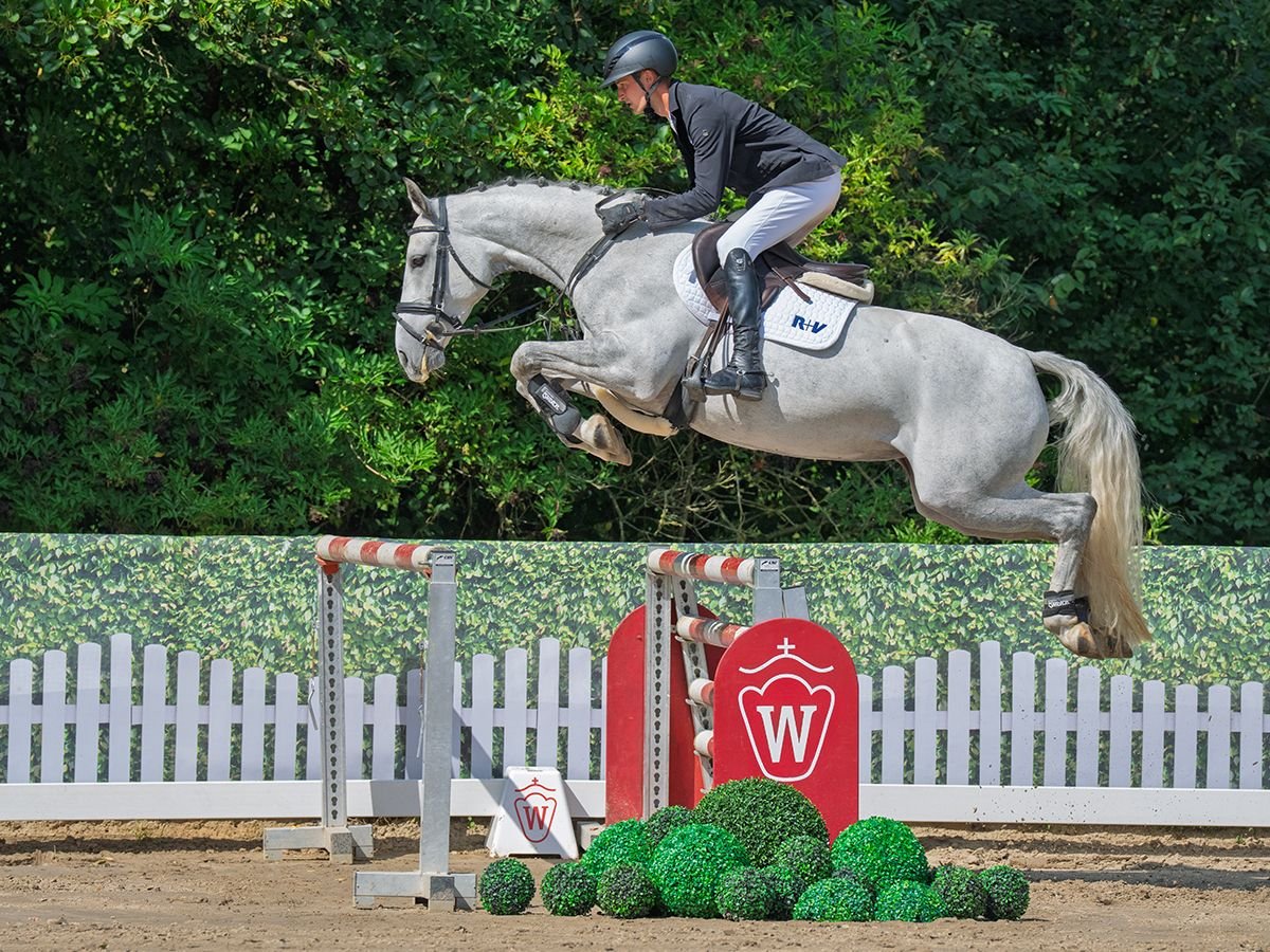 Westphalien Jument 6 Ans 163 cm Gris in M&#xFC;nster-Handorf