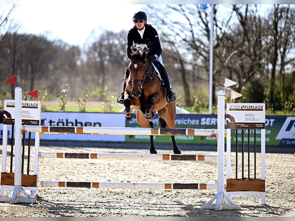 Westphalien Jument 6 Ans 167 cm Bai in Wettrup