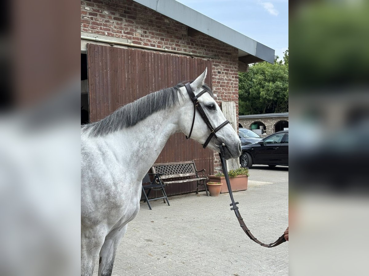 Westphalien Jument 6 Ans 168 cm Gris in Grevenbroich