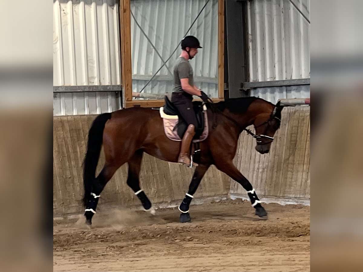Westphalien Jument 6 Ans 172 cm Bai in Geldern