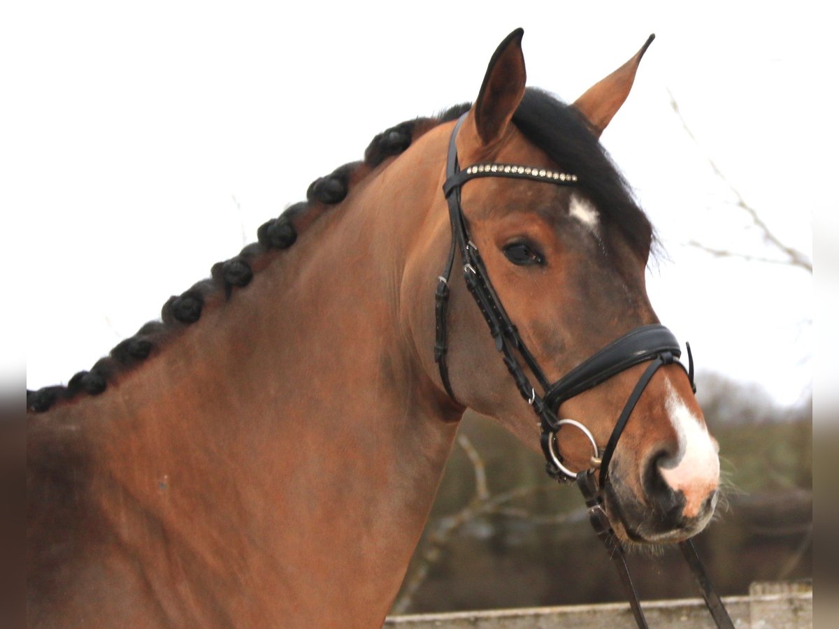 Westphalien Jument 6 Ans 174 cm Bai in Sunthausen