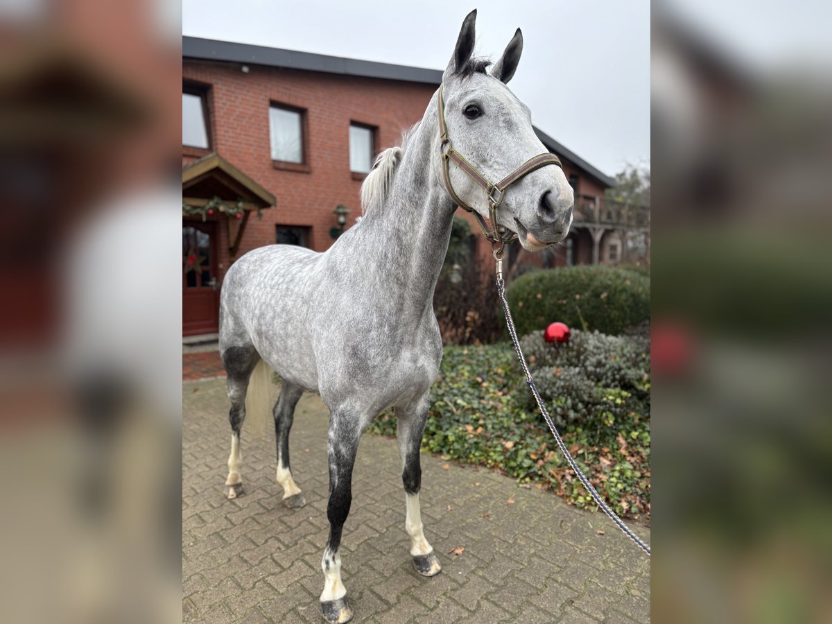 Westphalien Jument 7 Ans 166 cm Gris in Plank am Kamp