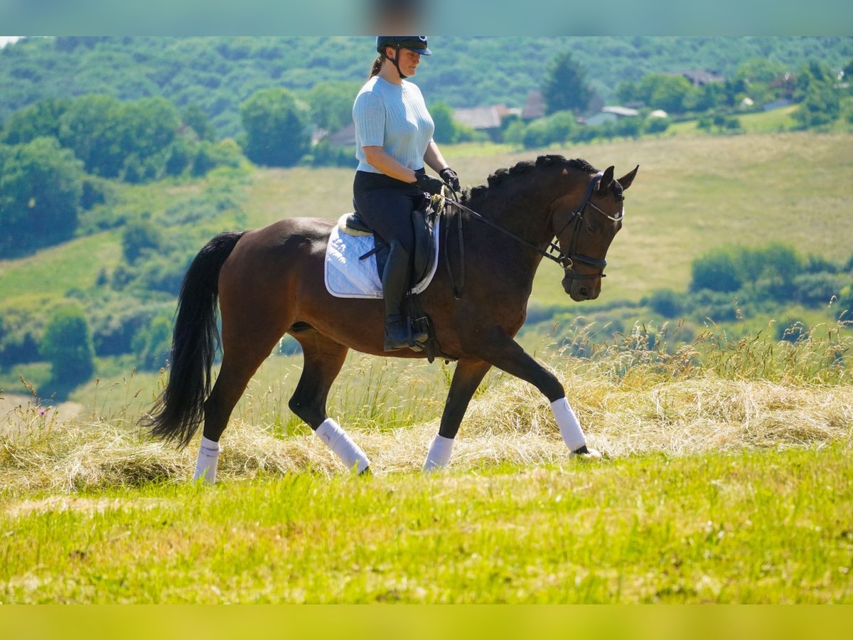 Westphalien Jument 8 Ans 164 cm Bai in Nettersheim