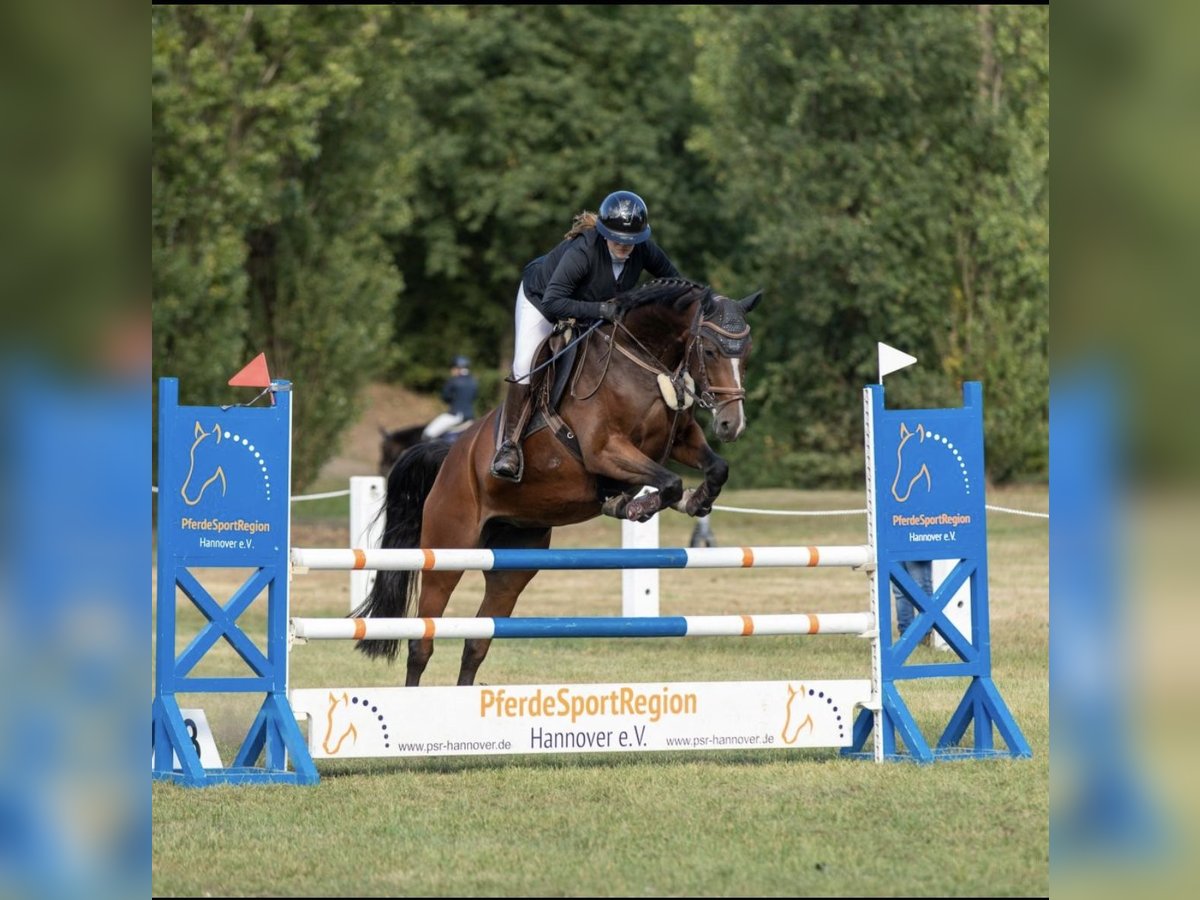 Westphalien Jument 8 Ans 167 cm Bai in Nienburg (Weser)
