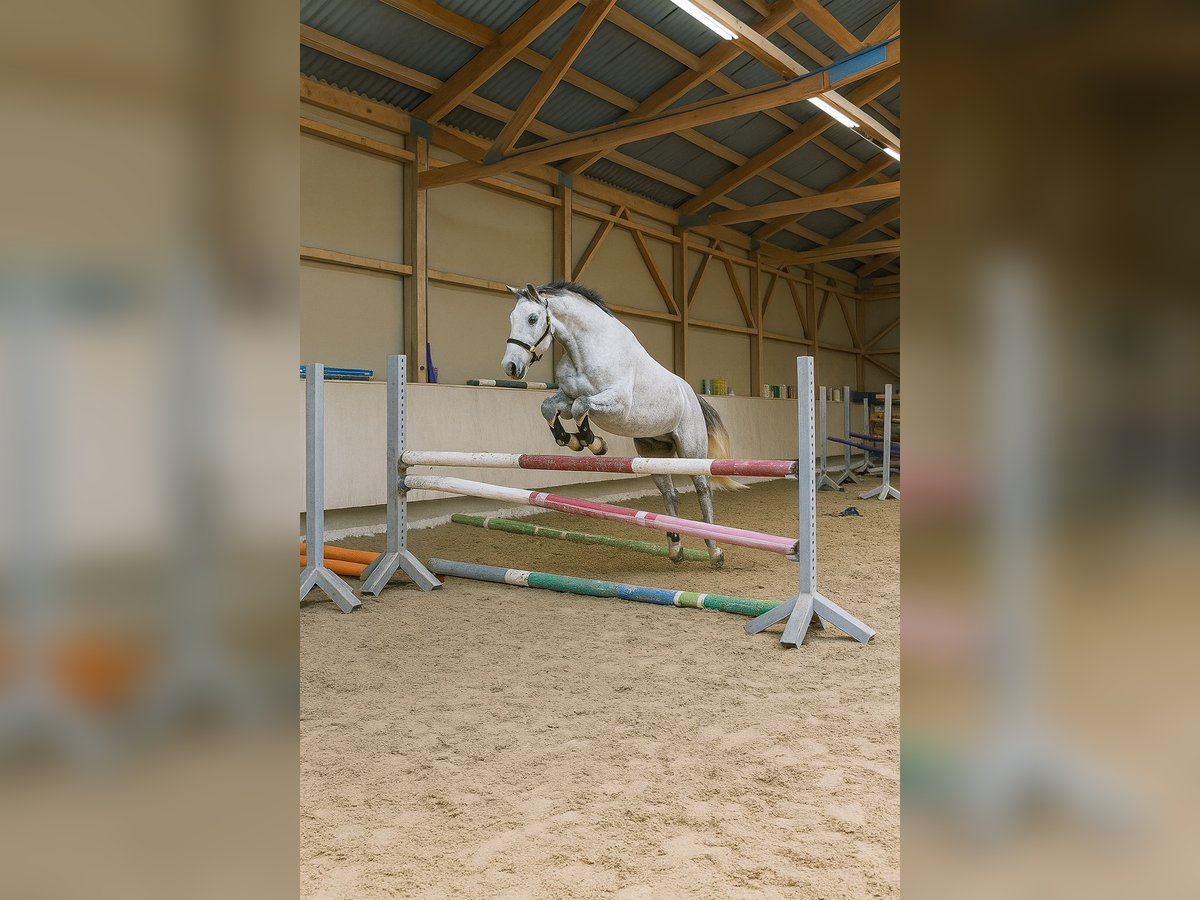 Westphalien Jument 9 Ans 165 cm Gris in Kirchardt