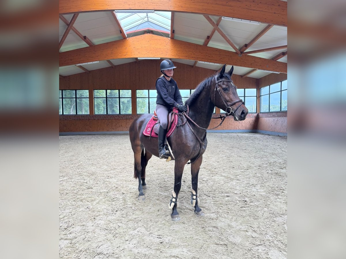 Westphalien Jument 9 Ans 167 cm Bai in Horstmar