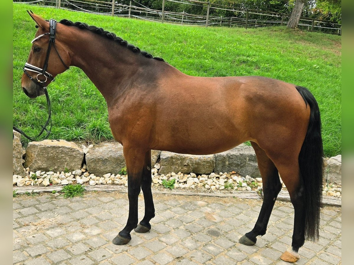 Westphalien Jument 9 Ans 174 cm Bai in R&#xF6;ttingen