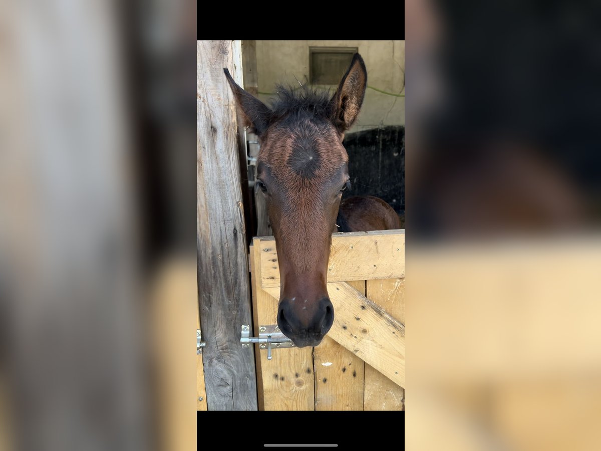 Westphalien Jument Poulain (03/2025) 164 cm Bai in Odenthal
