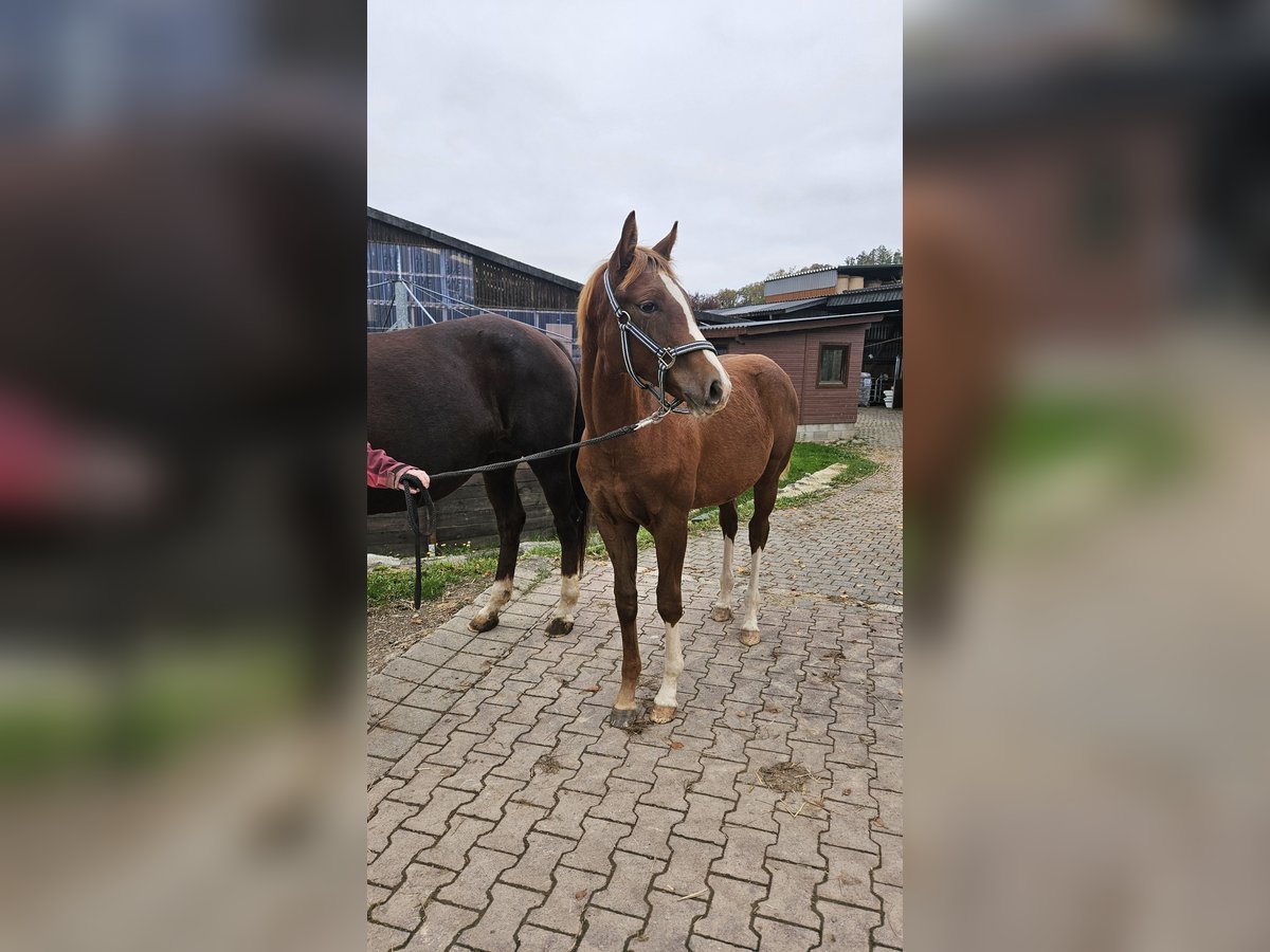 Westphalien Jument Poulain (03/2025) 169 cm Alezan brûlé in Attendorn