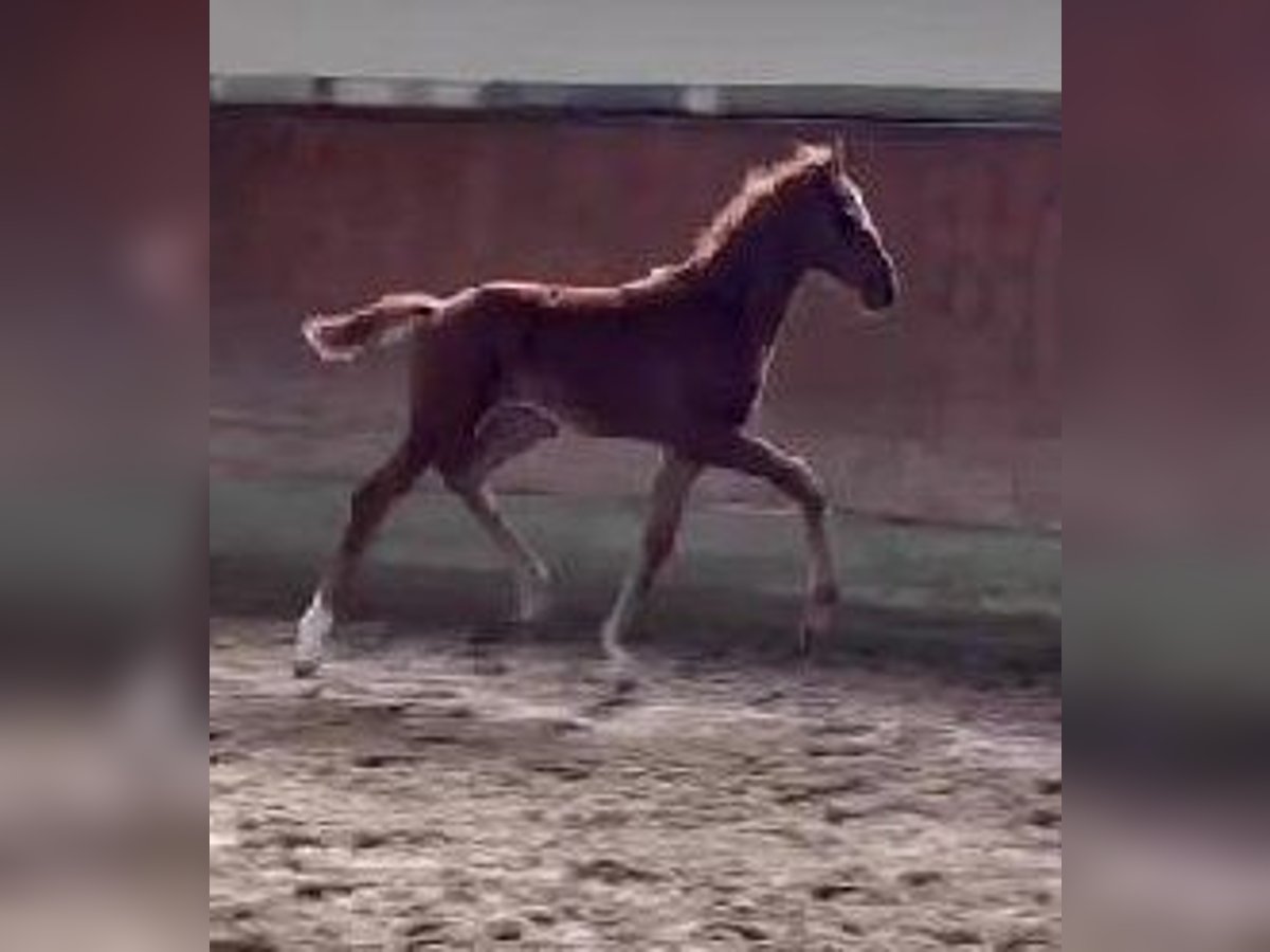 Westphalien Jument  170 cm Alezan brûlé in Telgte