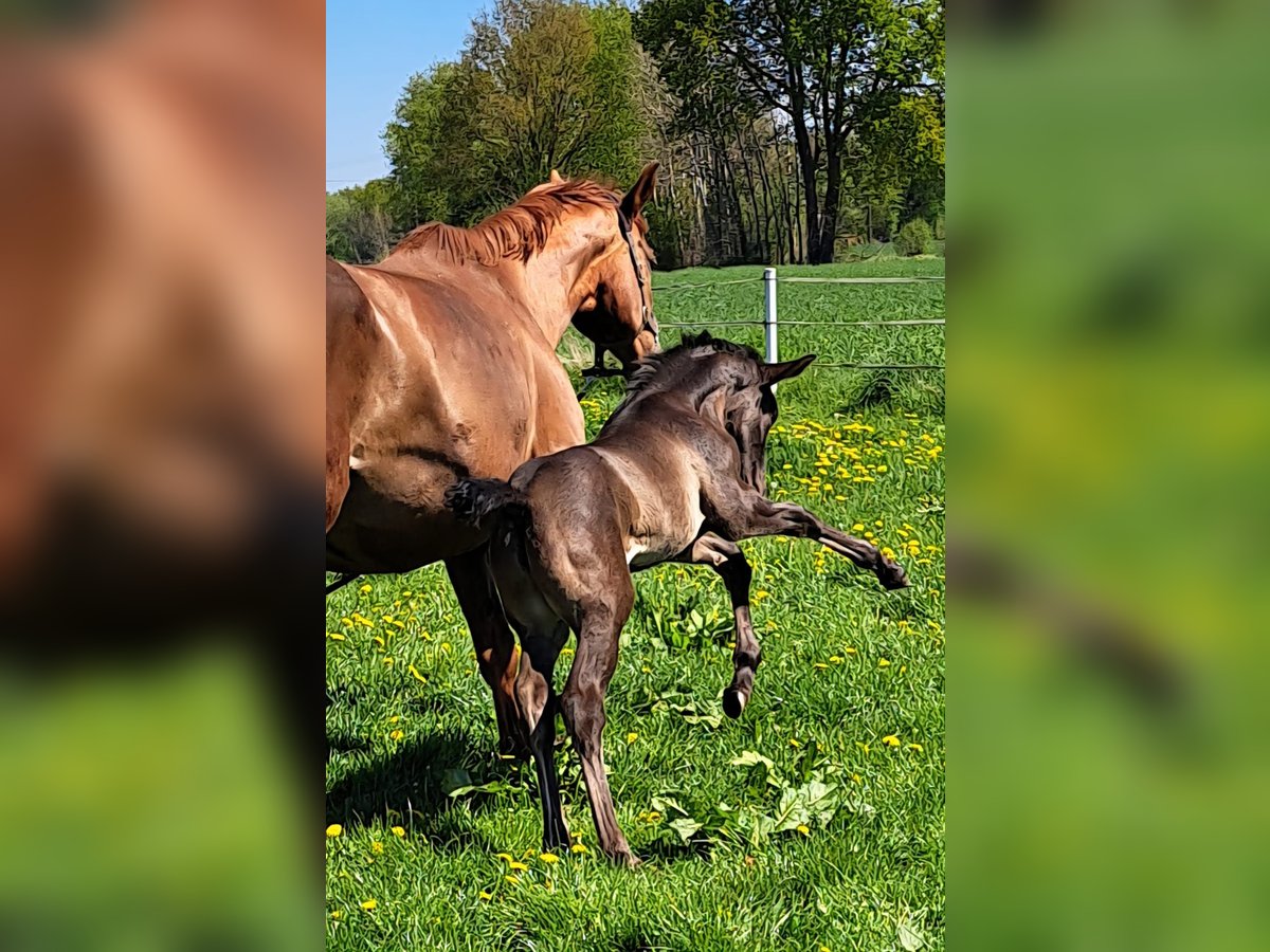 Westphalien Jument Poulain (04/2025) 173 cm Bai brun in Hopsten