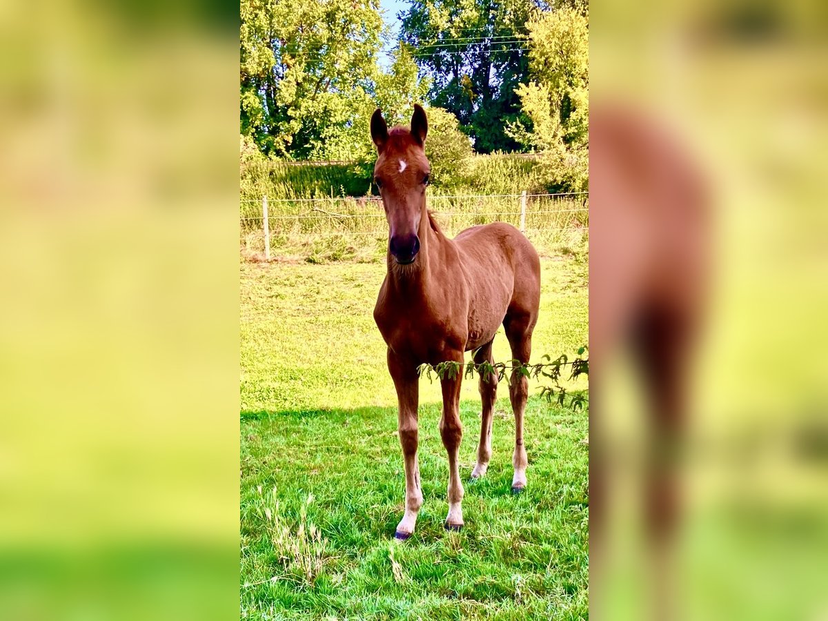 Westphalien Jument Poulain (05/2025) Alezan in Unna