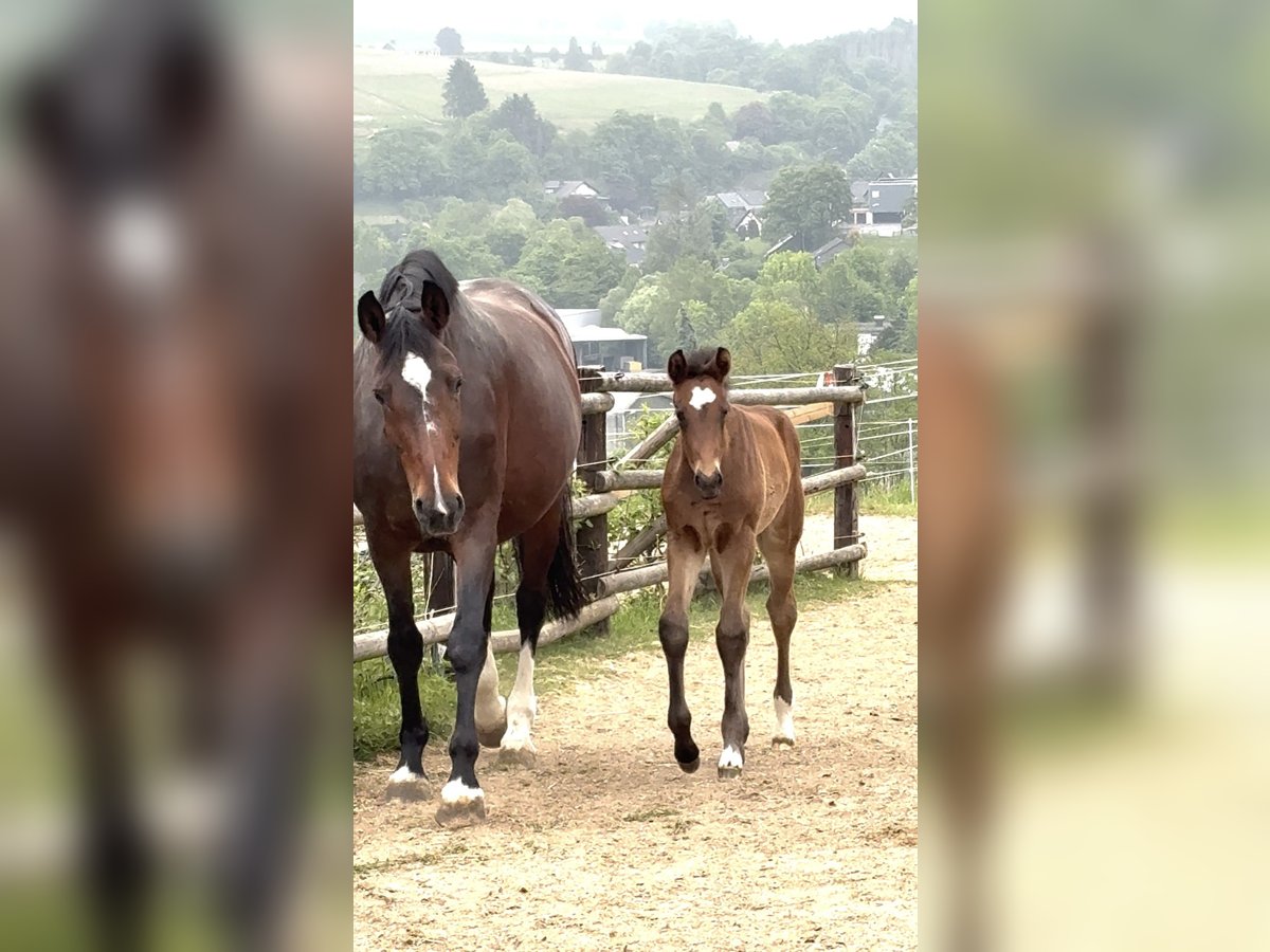 Westphalien Jument  Bai brun in Freudenberg