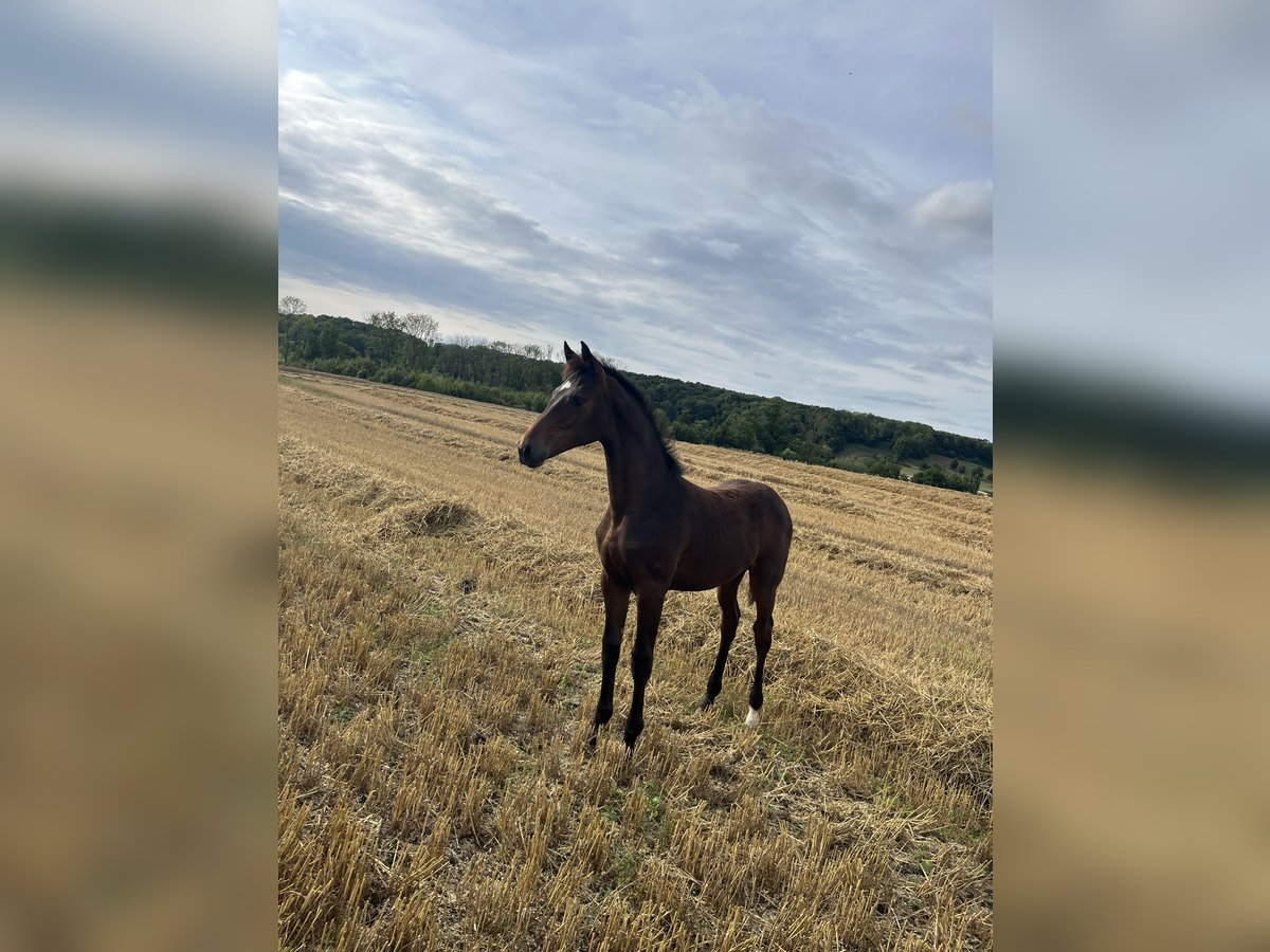 Westphalien Jument Poulain (03/2025) Bai brun in Beckum