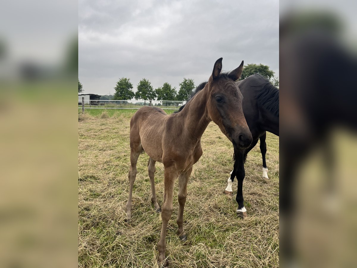 Westphalien Jument Poulain (04/2025) Bai brun in Oelde