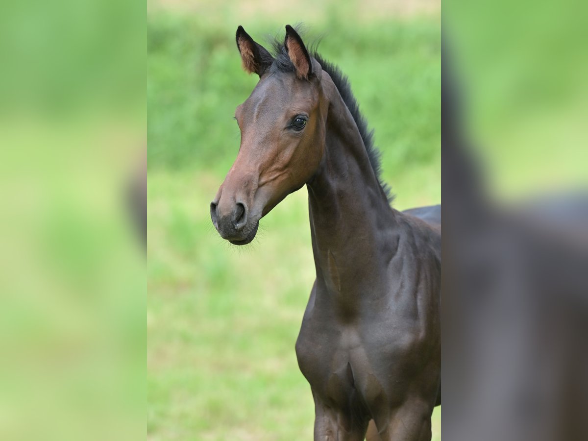 Westphalien Jument Poulain (05/2024) Bai brun foncé in Bensheim