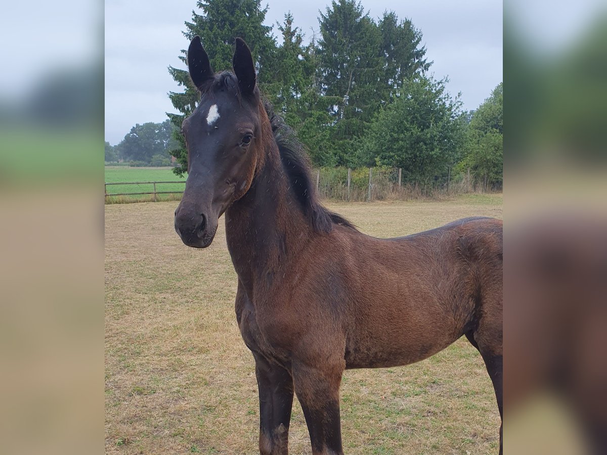 Westphalien Jument Poulain (05/2025) Bai brun foncé in Coesfeld