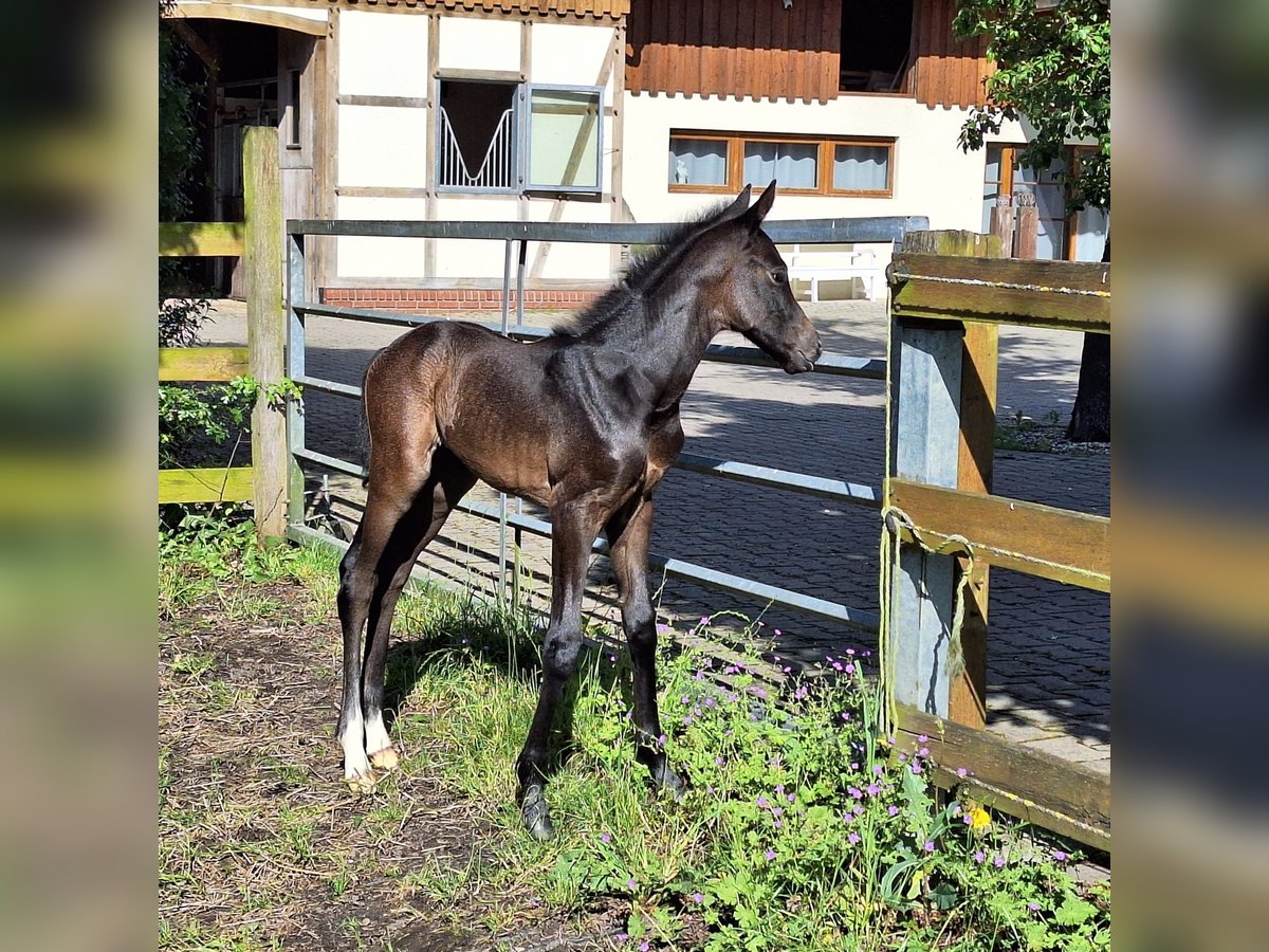 Westphalien Jument Poulain (05/2024) Gris in Hamm