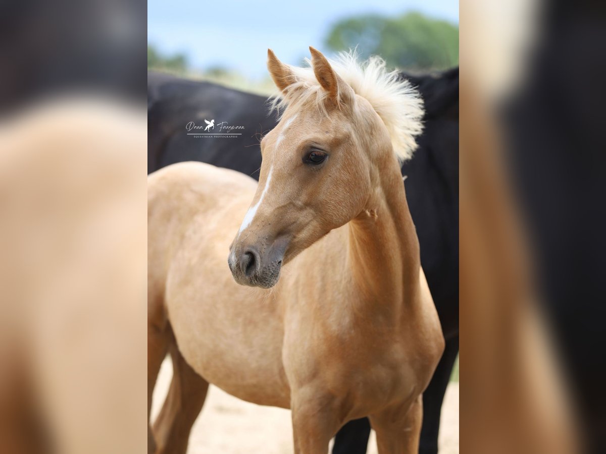 Westphalien Jument Poulain (03/2025) Palomino in Neuenkirchen-V&#xF6;rden