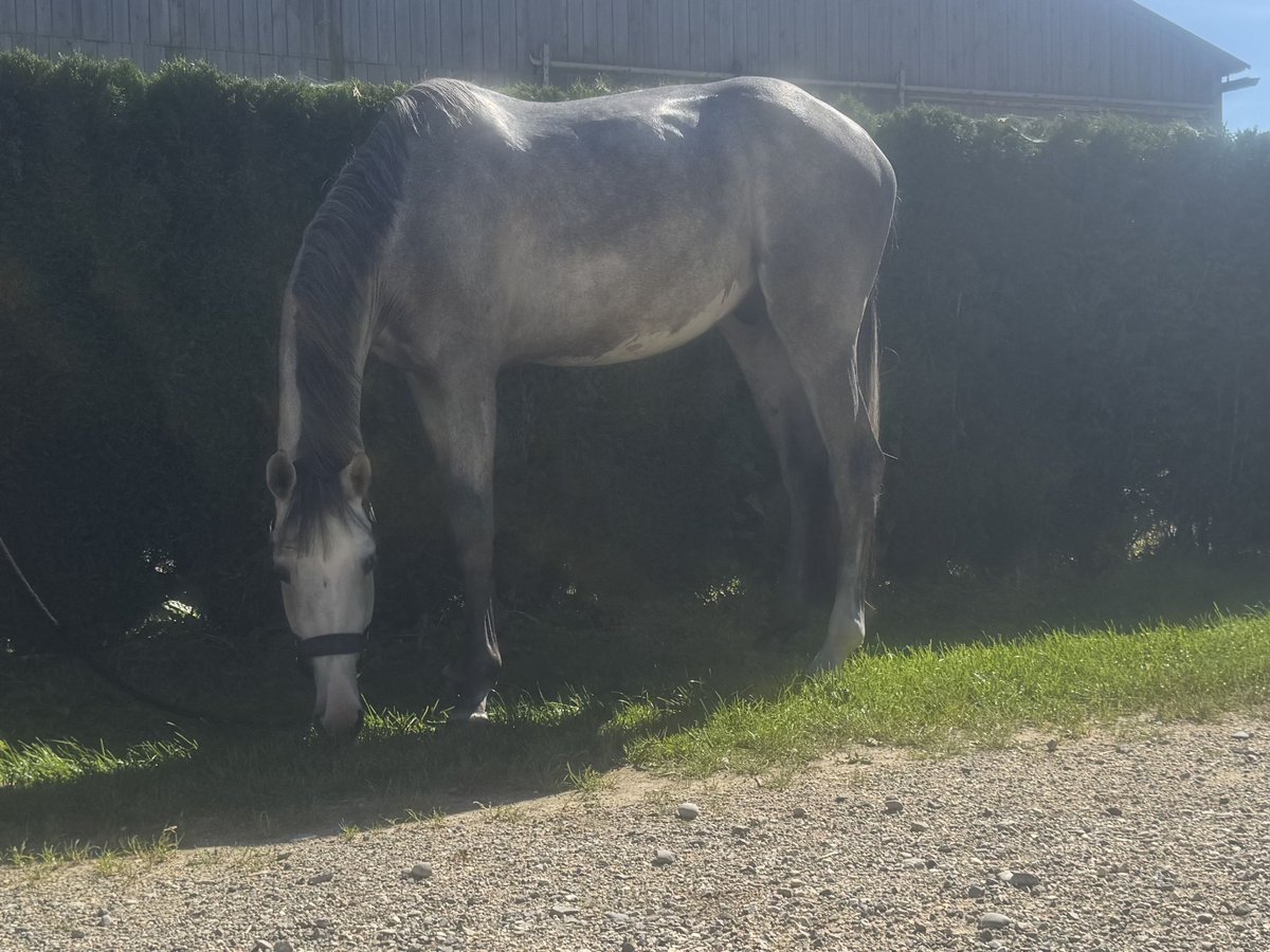 Würtemberger Hongre 3 Ans 170 cm Gris in Illertissen