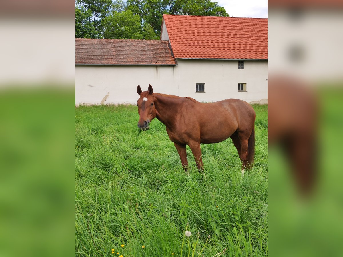 Würtemberger Jument 14 Ans 174 cm Alezan in Langenzenn