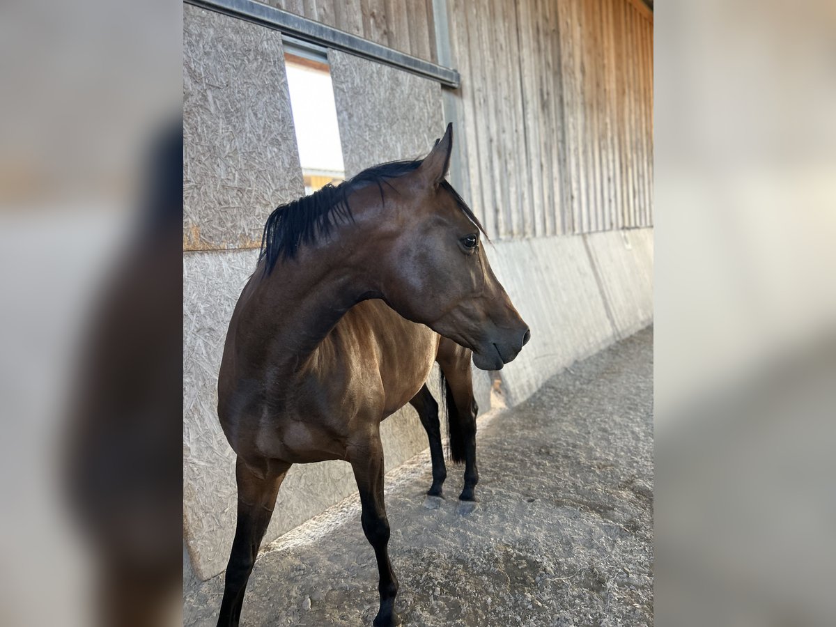 Würtemberger Jument 4 Ans 157 cm Bai brun in Neuried