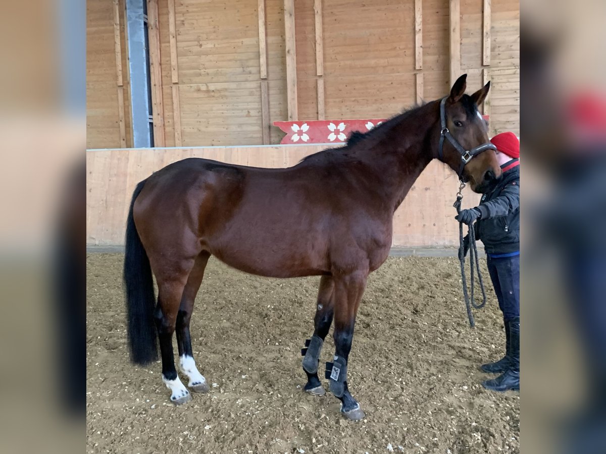 Würtemberger Jument 5 Ans 161 cm Bai in Hünfelden-Kirberg6000