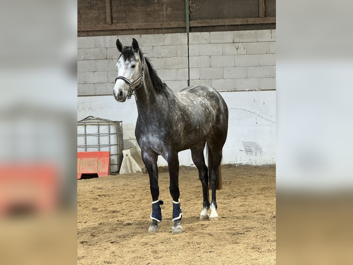 Würtemberger Jument 5 Ans 170 cm Gris in Lörrach