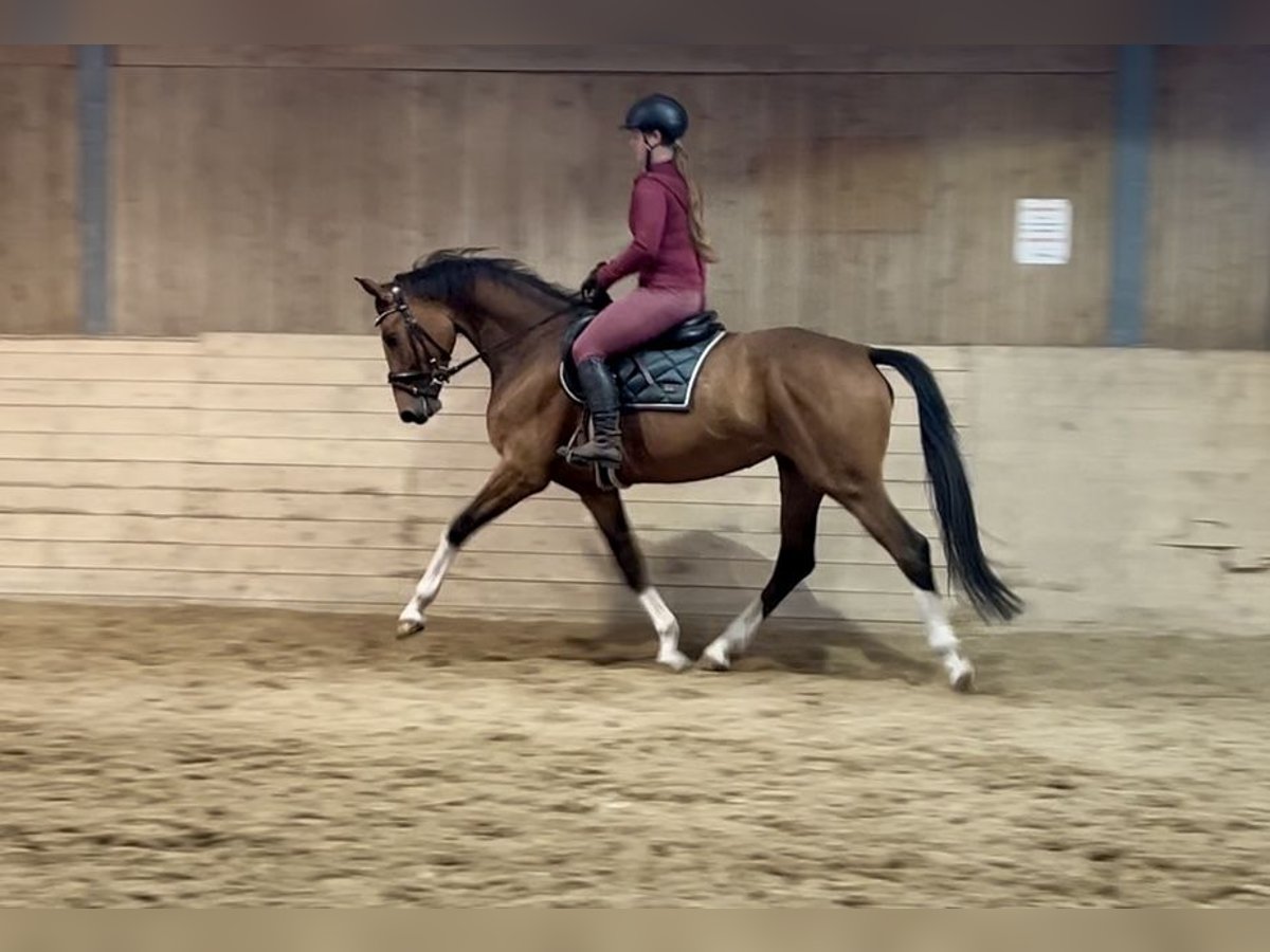 Würtemberger Jument 6 Ans 167 cm Bai in Pelmberg