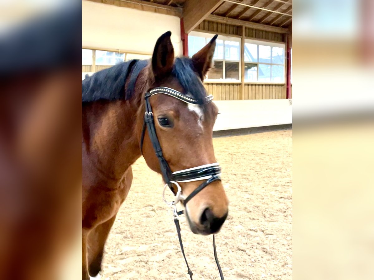 Würtemberger Jument 6 Ans 167 cm Bai in Sigmaringen