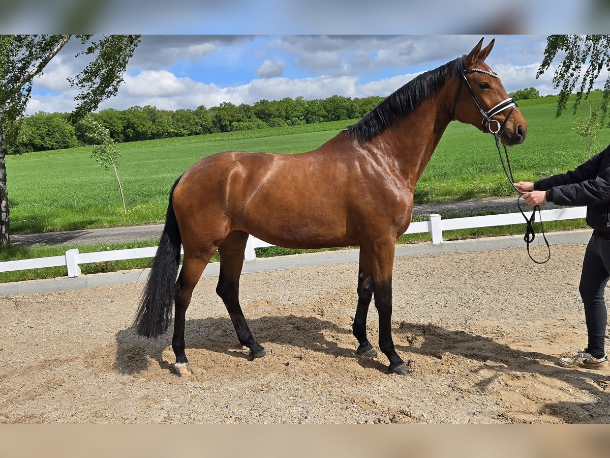 Würtemberger Jument 6 Ans 173 cm Bai in Röttingen