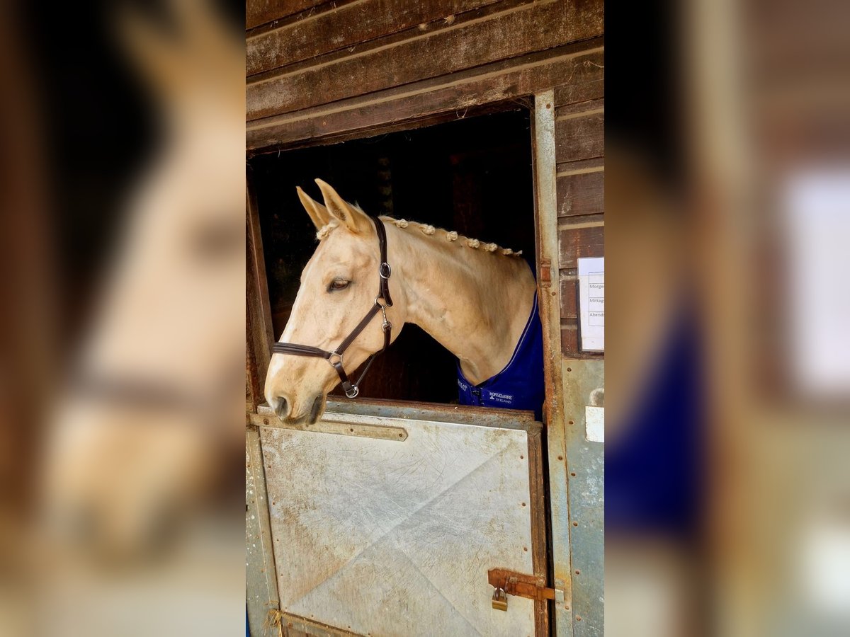 Wuerttemberg Gelding 10 years 16 hh Palomino in Breisach am Rhein