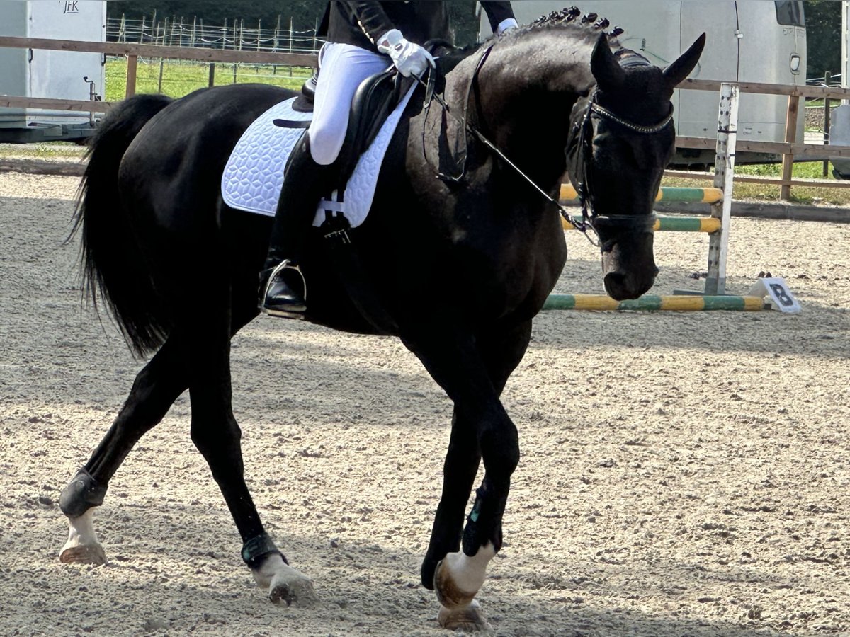 Wuerttemberg Gelding 12 years 16,1 hh Black in Donzhausen