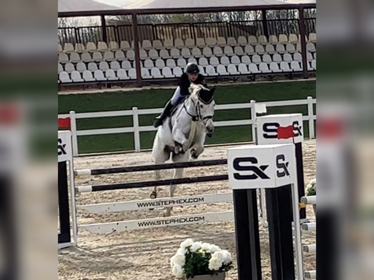 Wuerttemberg Gelding 12 years 16,3 hh Gray in Fronreute