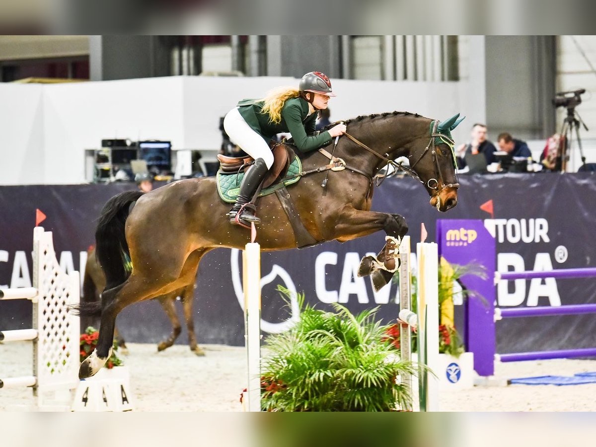 Wuerttemberg Gelding 12 years 16,3 hh Bay-Dark in Krerowo