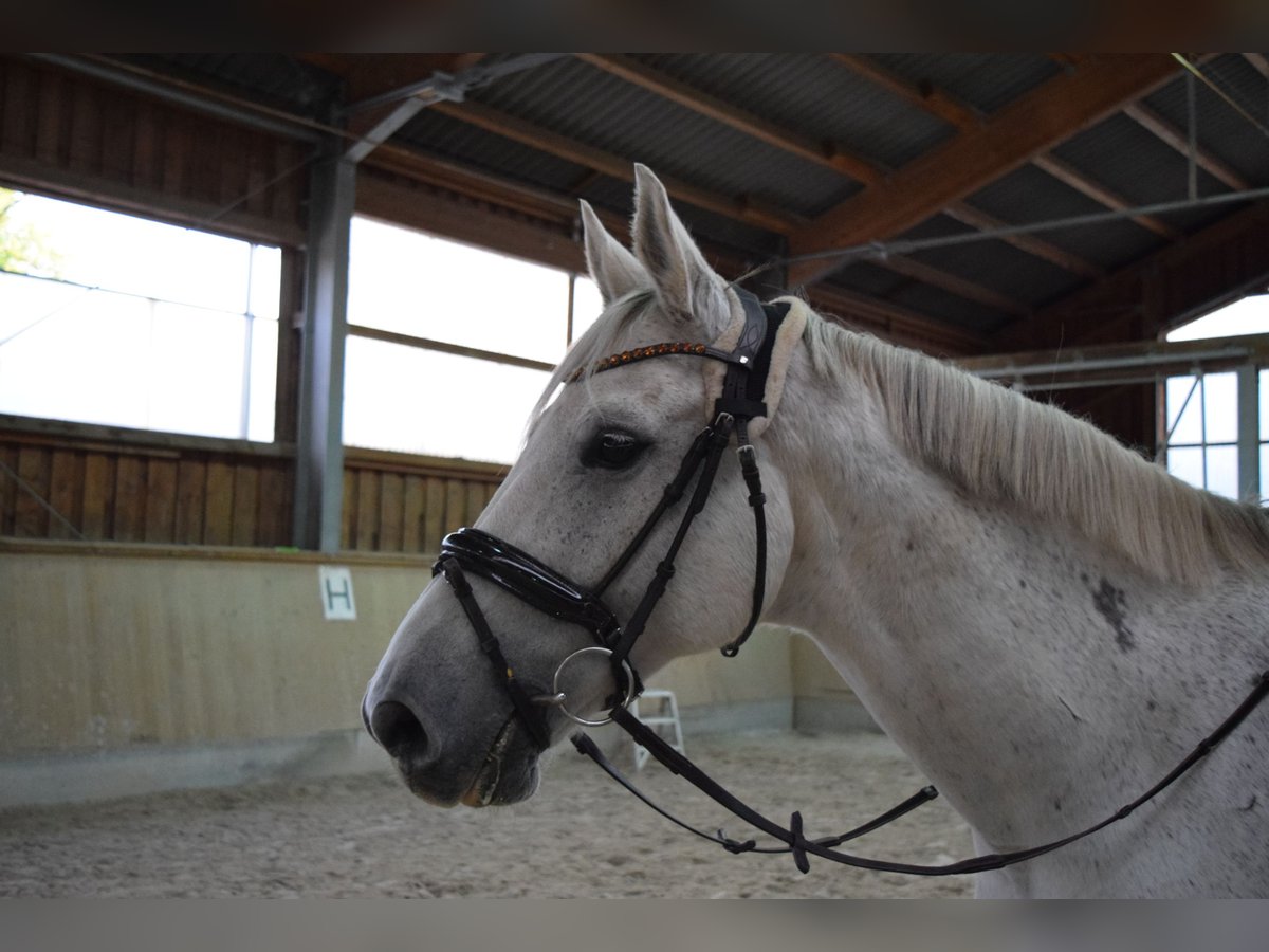 Wuerttemberg Gelding 12 years 17 hh Gray in Sinsheim