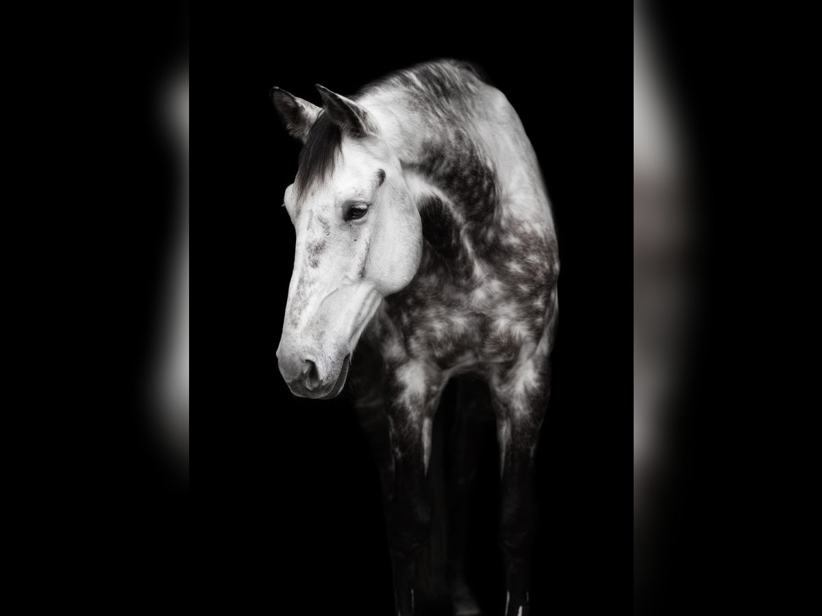 Wuerttemberg Gelding 13 years 17,1 hh Grey-Dapple in Neuried
