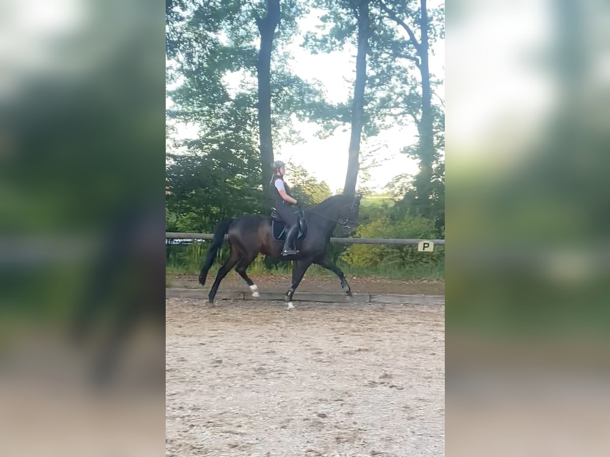 Wuerttemberg Gelding 14 years 16,1 hh Bay-Dark in Nürnberg