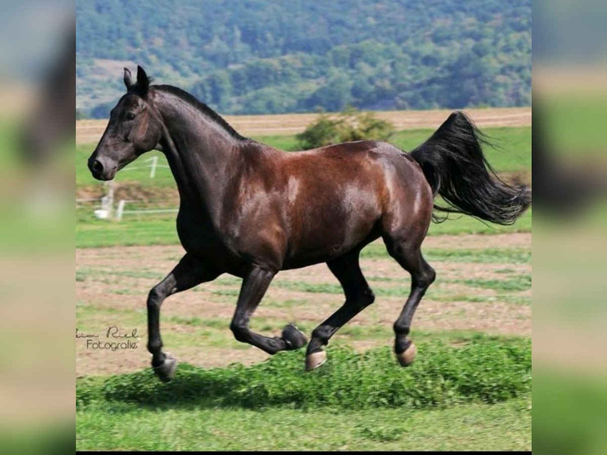 Wuerttemberg Gelding 14 years 16,2 hh Smoky-Black in Neuwied