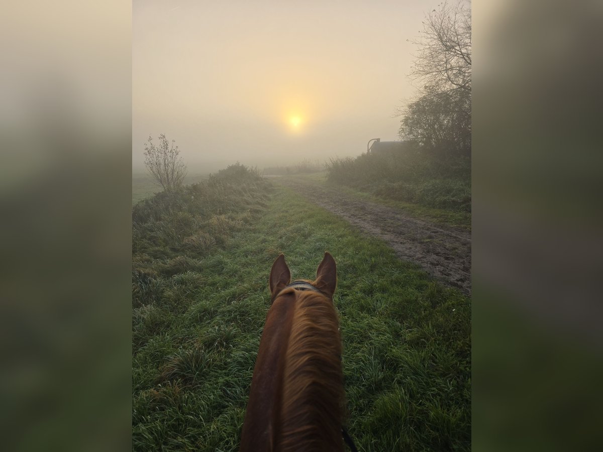 Wuerttemberg Gelding 14 years 16,3 hh Chestnut-Red in Pinneberg