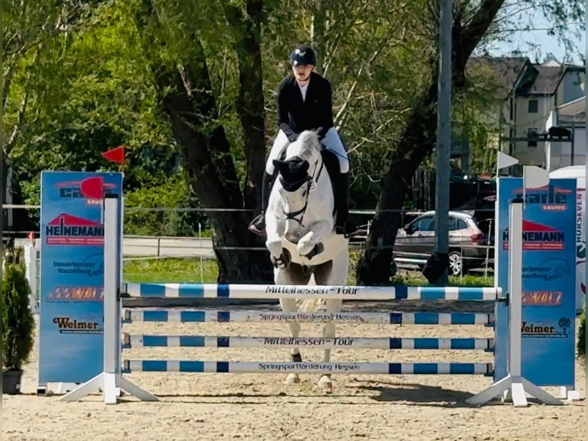 Wuerttemberg Gelding 14 years 16,1 hh Gray in Nidda