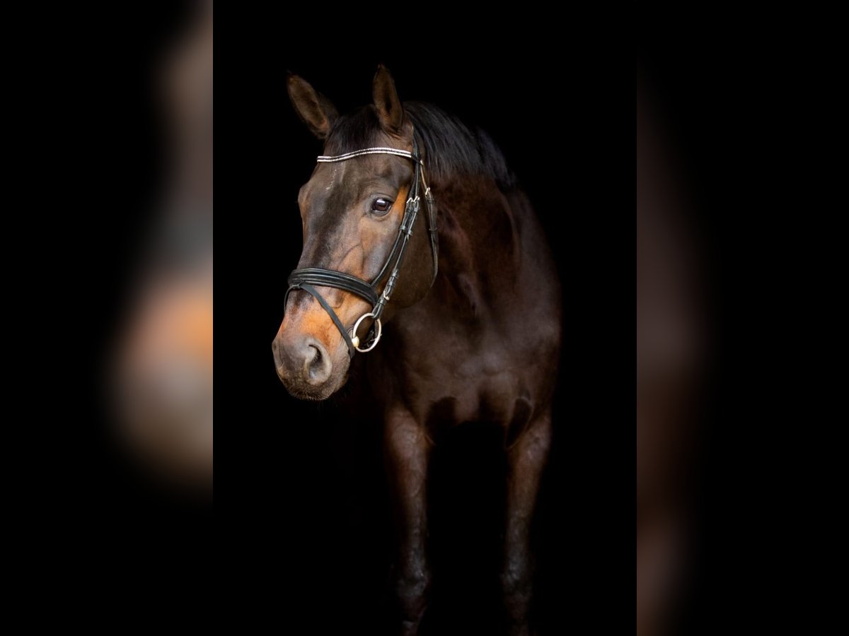 Wuerttemberg Gelding 14 years Smoky-Black in Schw&#xE4;bisch Hall