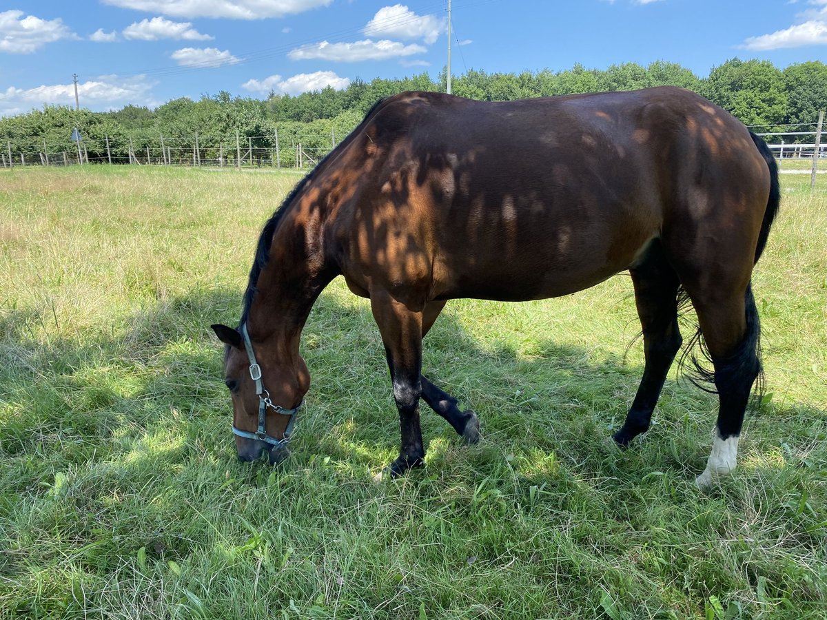 Wuerttemberg Gelding 15 years 16,1 hh Brown in Markdorf