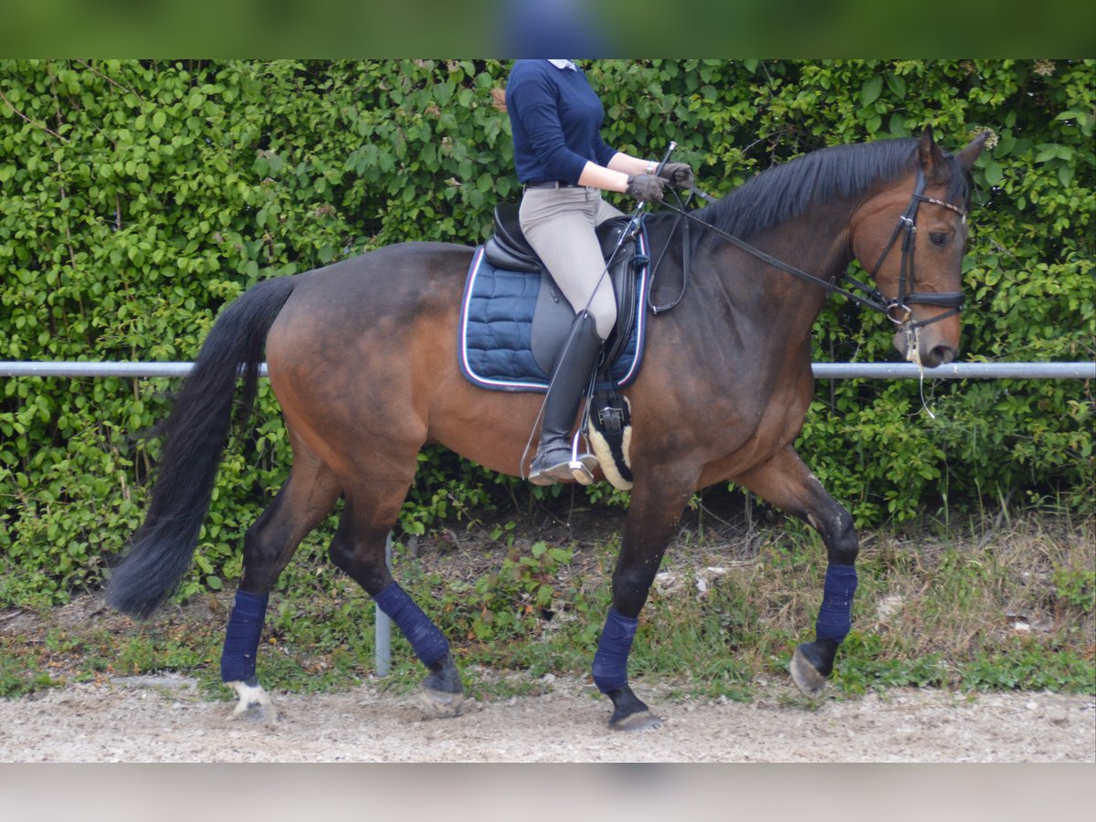 Wuerttemberg Gelding 15 years 16,2 hh Brown in Westendorf