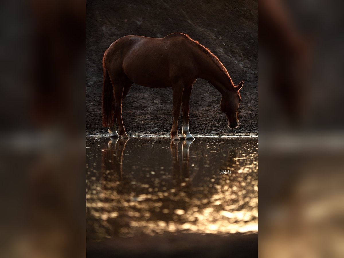 Wuerttemberg Gelding 15 years 16,1 hh Chestnut-Red in Sch&#xF6;mberg