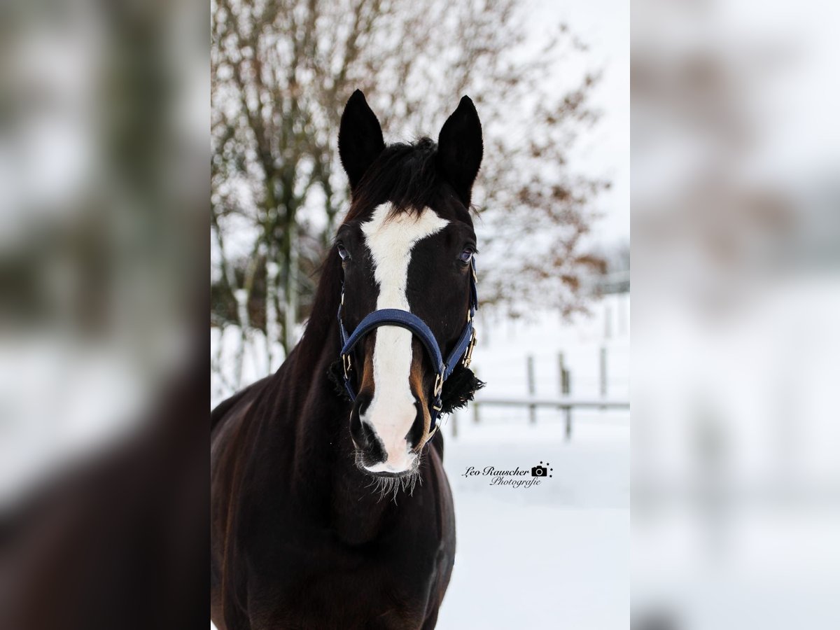 Wuerttemberg Gelding 15 years 16,3 hh Smoky-Black in Thierhaupten