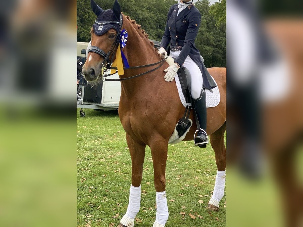 Wuerttemberg Gelding 15 years 17 hh Chestnut-Red in Hamburg Eidelstedt