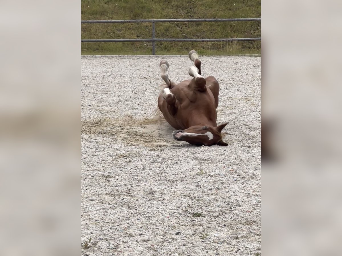 Wuerttemberg Gelding 16 years 15,2 hh Chestnut-Red in Perg